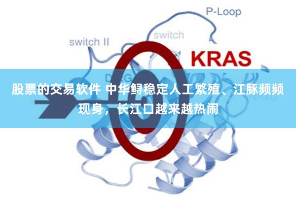 股票的交易软件 中华鲟稳定人工繁殖、江豚频频现身，长江口越来越热闹